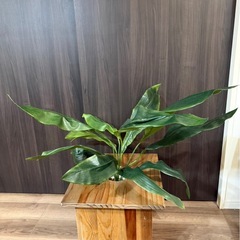 【70%オフ】ハラン　観葉植物　ケース付きの画像