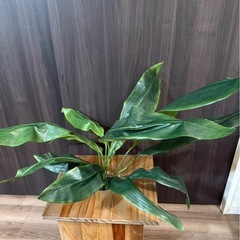 【70%オフ】ハラン　観葉植物　ケース付きの画像