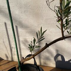 オリーブの木（高さ 約80cm）お譲りしますの画像