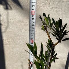 オリーブの木（高さ 約80cm）お譲りしますの画像