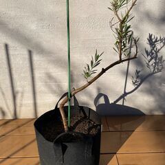 オリーブの木（高さ 約80cm）お譲りしますの画像