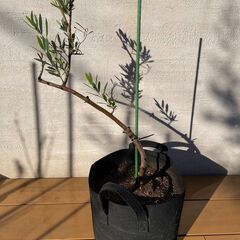 オリーブの木（高さ 約80cm）お譲りしますの画像