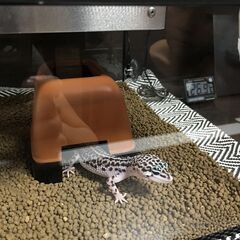 ヒョウモントカゲモドキ 飼育セット♪の画像