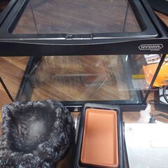 ヒョウモントカゲモドキ 飼育セット♪の画像