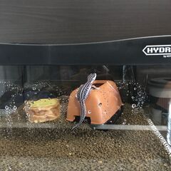 ヒョウモントカゲモドキ 飼育セット♪の画像