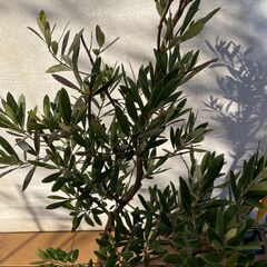 オリーブの木（高さ 約135cm）お譲りしますの画像