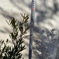 オリーブの木（高さ 約135cm）お譲りしますの画像