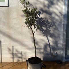 オリーブの木（高さ 約135cm）お譲りしますの画像