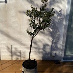 オリーブの木（高さ 約135cm）お譲りしますの画像