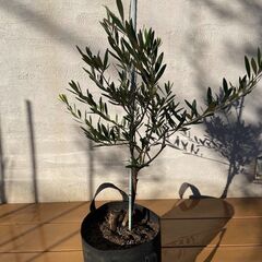 オリーブの木（高さ 約85cm）お譲りしますの画像