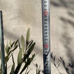 オリーブの木（高さ 約85cm）お譲りしますの画像