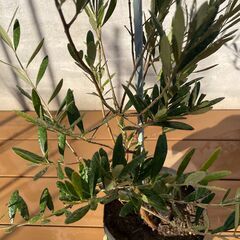 オリーブの木（高さ 約85cm）お譲りしますの画像