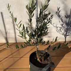 オリーブの木（高さ 約85cm）お譲りしますの画像