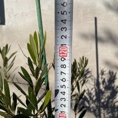 オリーブの木（高さ 約120cm）お譲りしますの画像