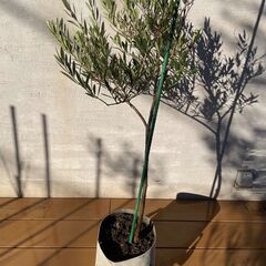 オリーブの木（高さ 約120cm）お譲りしますの画像