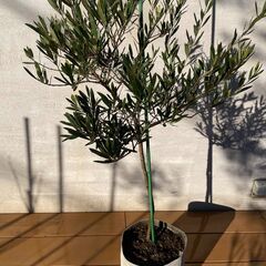 オリーブの木（高さ 約120cm）お譲りしますの画像