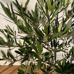 オリーブの木（高さ 約120cm）お譲りしますの画像