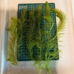 【新鮮な緑色の水草】『マツモ ( 金魚藻 ) 』 5本+α の画像