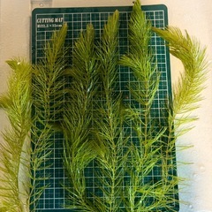 【新鮮な緑色の水草】『マツモ ( 金魚藻 ) 』 5本+α の画像