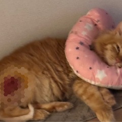 助けてください。大怪我をしている猫です。