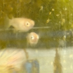 【メダカ】『ポニョ(目前)メダカ 』   トリオ3匹(♂1×♀2)の画像