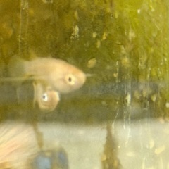 【メダカ】『ポニョ(目前)メダカ 』   トリオ3匹(♂1×♀2)の画像