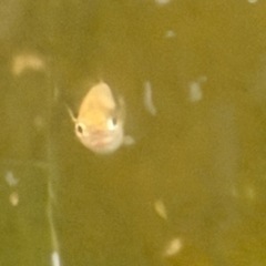 【メダカ】『ポニョ(目前)メダカ 』   トリオ3匹(♂1×♀2)の画像