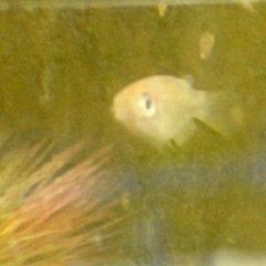 【メダカ】『ポニョ(目前)メダカ 』   トリオ3匹(♂1×♀2)の画像