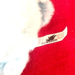 ラブブ ホープの画像