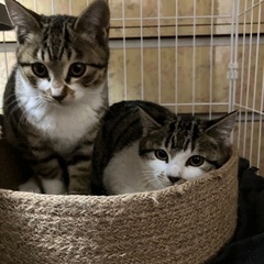 超かわい　キジ白兄妹　3ヶ月