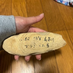 魚の化石 Rhacolepis ラコレピス 白亜紀前期 古代魚 化石 の画像