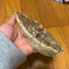 魚の化石 Rhacolepis ラコレピス 白亜紀前期 古代魚 化石 の画像