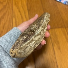 魚の化石 Rhacolepis ラコレピス 白亜紀前期 古代魚 化石 の画像