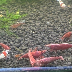 格安❗️レッドファイヤーシュリンプ稚エビ 10匹セット　大好評‼️残り1セット🙇‍♂️の画像