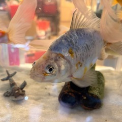 一点物  金魚　ドラゴンスケール和金　四ツ尾の画像