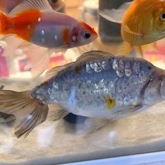 一点物  金魚　ドラゴンスケール和金　四ツ尾の画像