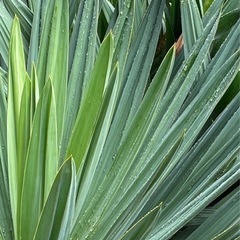 植物庭用の画像