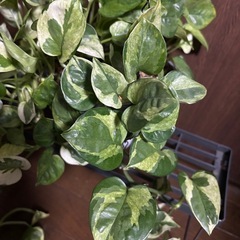 ポトス　エメラルドの画像