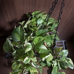 ポトス　エメラルドの画像