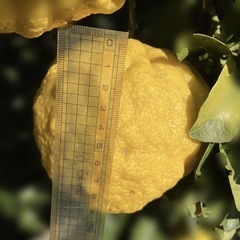 今だけ　1個80円　無農薬　獅子柚子　鬼柚子の画像