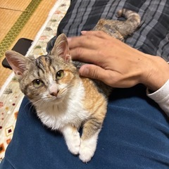 三毛猫　子猫