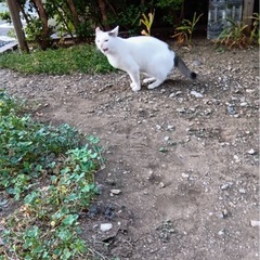 🌷可愛い白猫夏ちゃん🌷