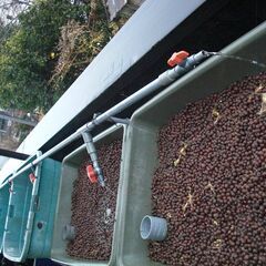 水耕栽培セット　差し上げます。好きな方、興味がある方　どうぞの画像