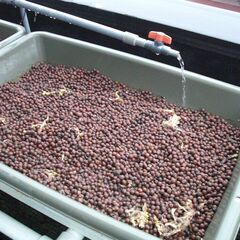 水耕栽培セット　差し上げます。好きな方、興味がある方　どうぞの画像