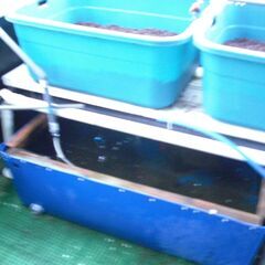 水耕栽培セット　差し上げます。好きな方、興味がある方　どうぞの画像