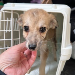 雑種　男の子　③