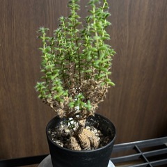 トリコディアマ　姫紅小松の画像