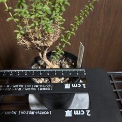 トリコディアマ　姫紅小松の画像