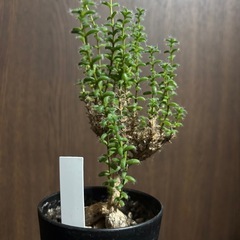 トリコディアマ　姫紅小松の画像