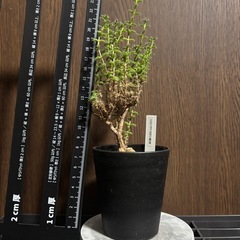 トリコディアマ　姫紅小松の画像